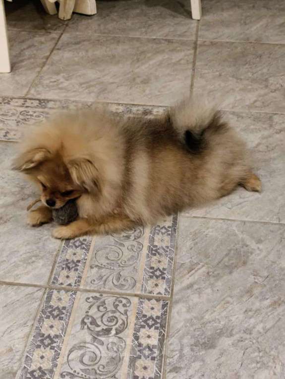 Собаки в Великом Новгороде: продажа Девочка, Бесплатно - фото 5