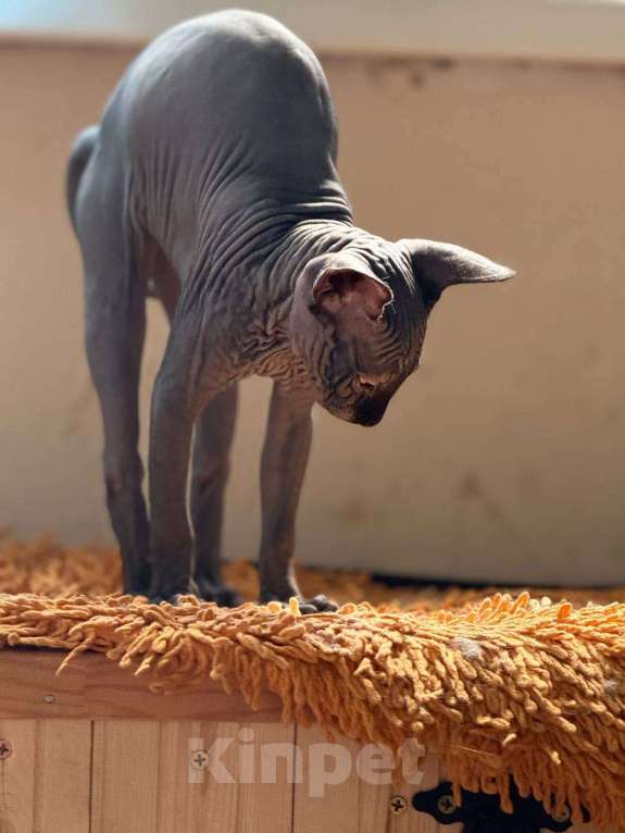 Кошки в Москве: Лучший друг и член семьи Мальчик, 37 000 руб. - фото 4