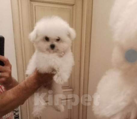Собаки в Москве: Бишон-фризе, Китай  Девочка, 135 000 руб. - фото 2