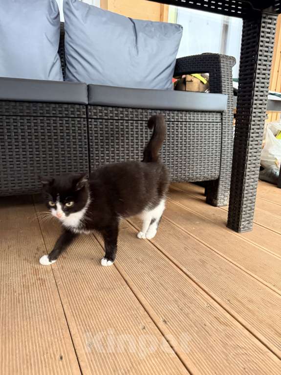 Кошки в Москве: Котенок Орео мальчик Мальчик, Бесплатно - фото 3