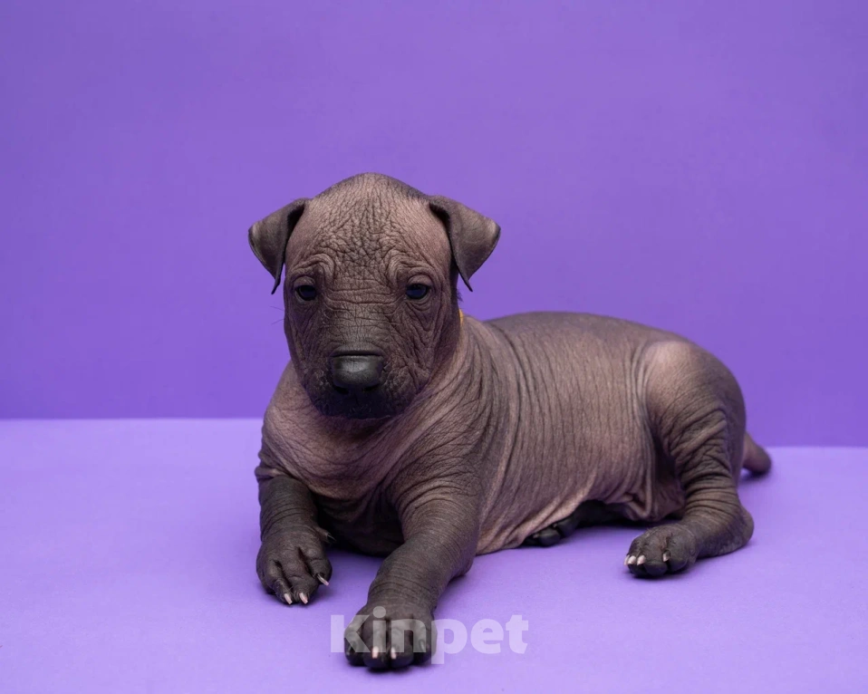 Собаки в Санкт-Петербурге: Ксолоитцкуинтли стандартный щенок  Мальчик, Бесплатно - фото 8