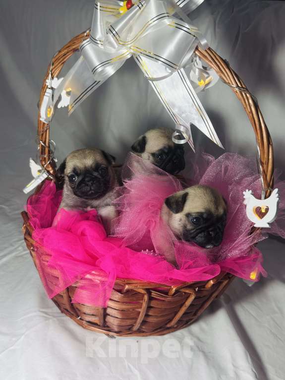 Собаки в Оренбурге: Девочка Девочка, 25 000 руб. - фото 10