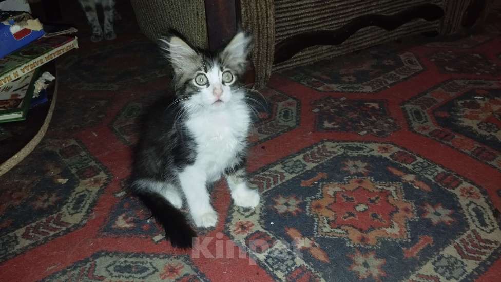 Кошки в Симферополе: Отдаю котят в хорошие руки Мальчик, Бесплатно - фото 6