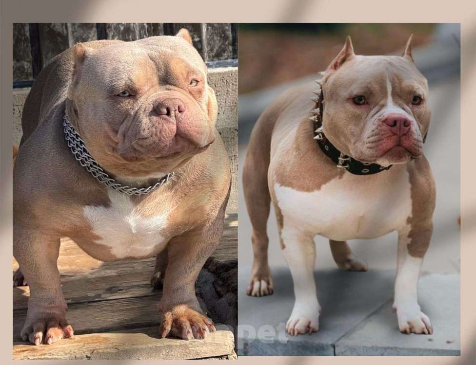 Собаки в Воронеже: Щенок Американский булли мальчик Мальчик, 80 000 руб. - фото 4