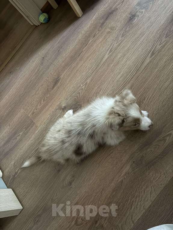 Собаки в других городах Ленинградской области: Мальчик красный мрамор  Мальчик, 60 000 руб. - фото 7