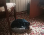 Собаки в Нижнем Новгороде: Отдам в добрые руки бесплатно Девочка, 100 руб. - фото 3