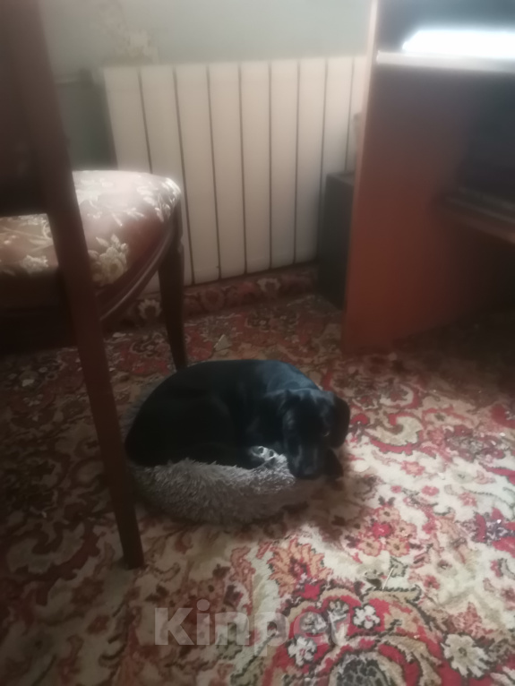 Собаки в Нижнем Новгороде: Отдам в добрые руки бесплатно Девочка, 100 руб. - фото 3