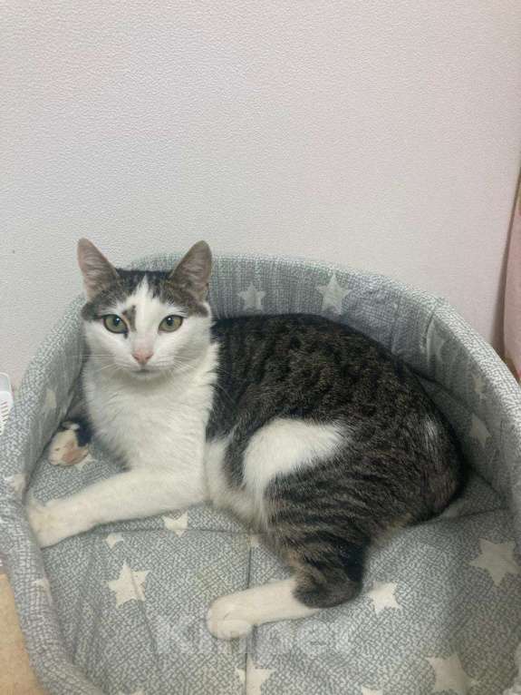 Кошки в Мытищах: Бусинка ищет дом  Девочка, Бесплатно - фото 2