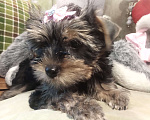 Собаки в Санкт-Петербурге: Щенки йоркширского терьера Девочка, 25 500 руб. - фото 4