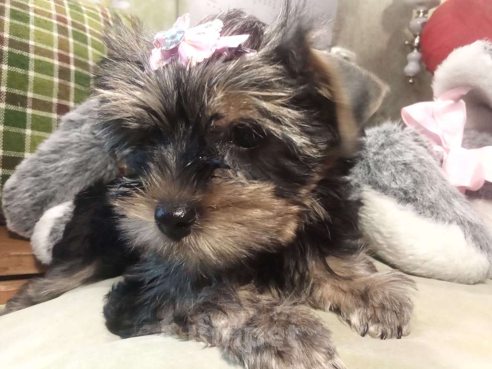 Собаки в Санкт-Петербурге: Щенки йоркширского терьера Девочка, 25 500 руб. - фото 4