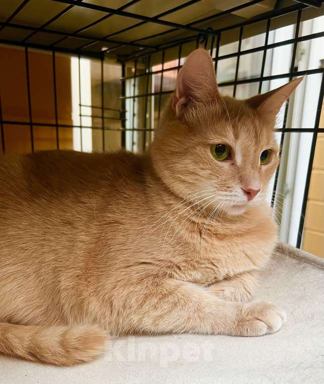 Кошки в Москве: Кошка Злата – удивительно умная золотая девочка в добрые руки Девочка, Бесплатно - фото 8