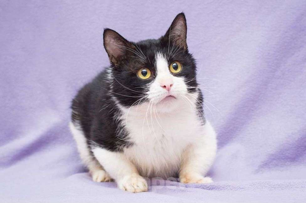 Кошки в Москве: Грустный котик Крошик ищет дом Мальчик, Бесплатно - фото 3