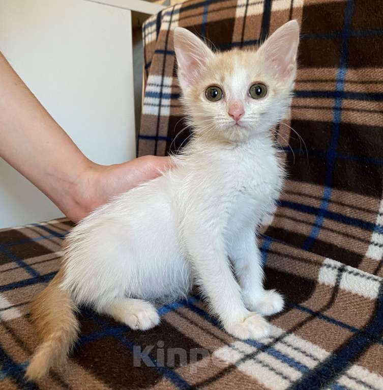 Кошки в Омске: Котенок в добрые руки Девочка, 10 руб. - фото 1