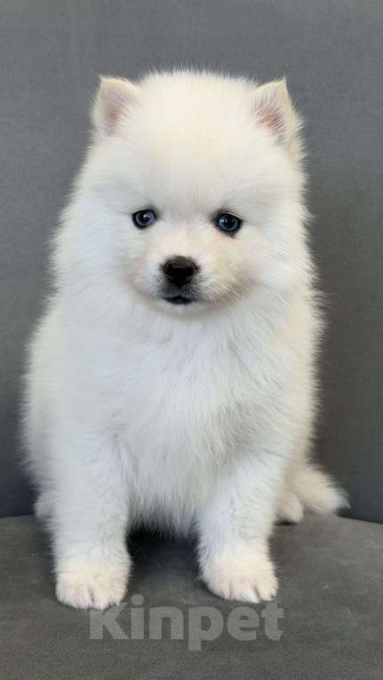 Собаки в Санкт-Петербурге: Девочка помски Девочка, 50 000 руб. - фото 3