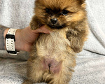 Собаки в Люберцах: Померанский шпиц, щенок Мальчик, 35 000 руб. - фото 1