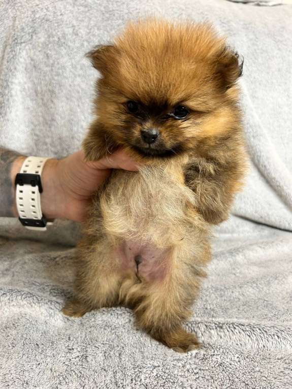 Собаки в Люберцах: Померанский шпиц, щенок Мальчик, 35 000 руб. - фото 1