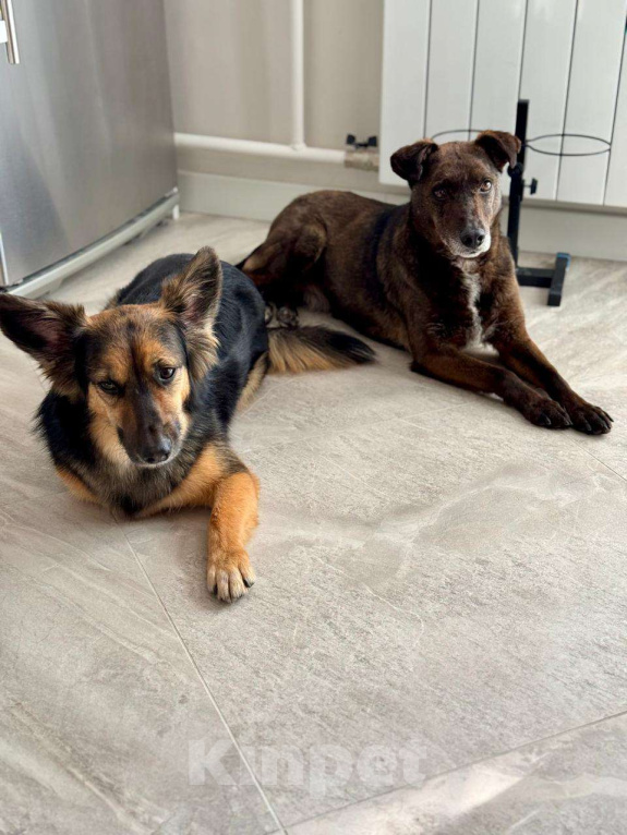 Собаки в Солнечногорске: Домашняя маленькая собачка в поисках дома Девочка, Бесплатно - фото 6