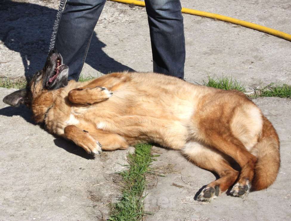 Собаки в Москве: Джульетта - собака компаньон, собака верность очень ждет свою родную семью! Девочка, Бесплатно - фото 7