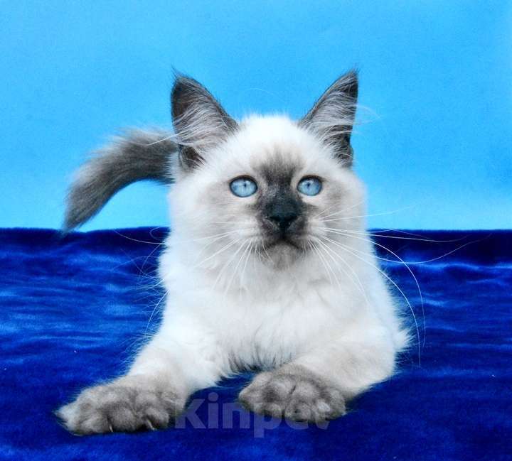 Кошки в Москве: Русская красавица Девочка, 50 000 руб. - фото 2