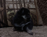 Собаки в Липецке: Маленькие комочки счастья ищут свой дом Девочка, 12 000 руб. - фото 2