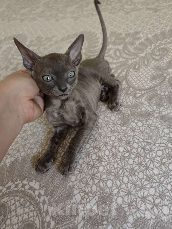 Кошки в Смоленске: Бархатный котенок Мальчик, 35 000 руб. - фото 6