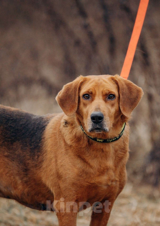 Собаки в Москве: Собака из приюта ищет дом Девочка, Бесплатно - фото 1