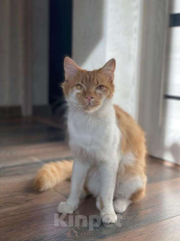 Кошки в Москве: кот подросток Теоша ищет дом Мальчик, Бесплатно - фото 5