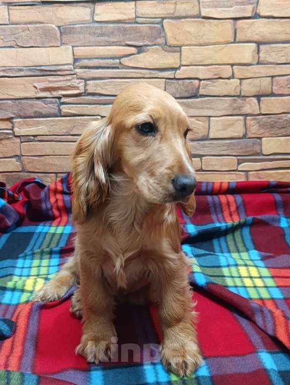 Собаки в Белогорске: Мальчик  Мальчик, 20 000 руб. - фото 2