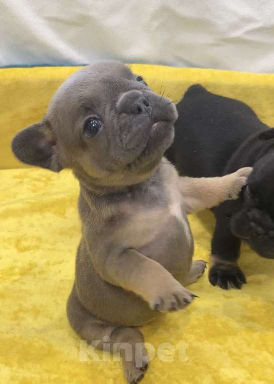 Собаки в Нижнем Новгороде: Щенки французского бульдога  Девочка, Бесплатно - фото 8
