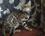 Кошки в Новосибирске: Бенгальский котенок Девочка, Бесплатно - фото 10