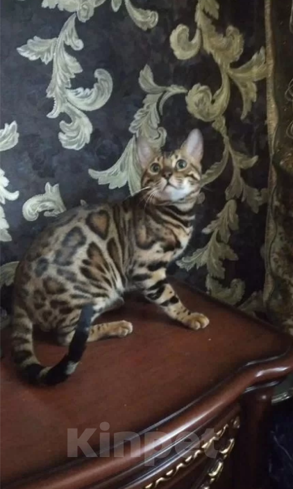 Кошки в Новосибирске: Бенгальский котенок Девочка, Бесплатно - фото 10