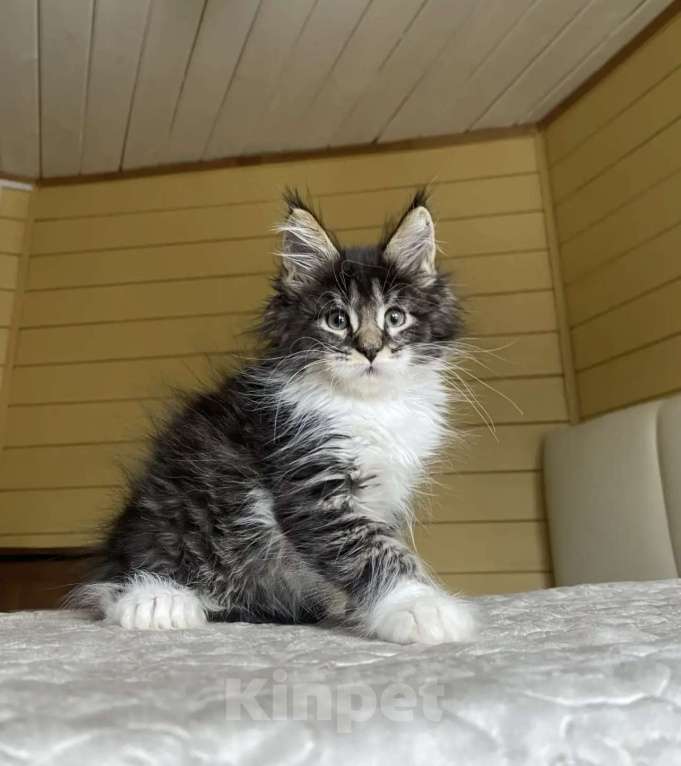 Кошки в других городах Московской области: Мейн-кун полидакт мальчишка🔥 Мальчик, 80 000 руб. - фото 1