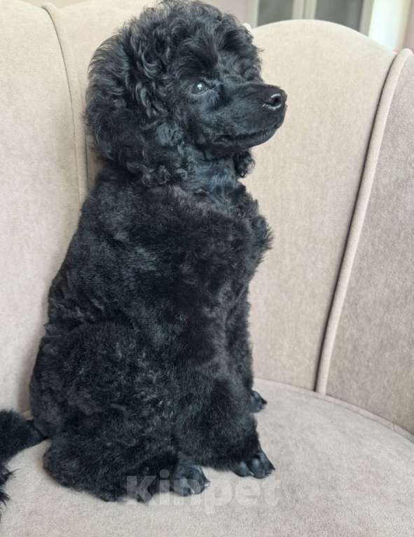 Собаки в Люберцах: Продается щенок той пуделя Мальчик, 10 руб. - фото 2