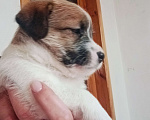 Собаки в Москве: Джек Рассел терьер Девочка, 25 000 руб. - фото 2