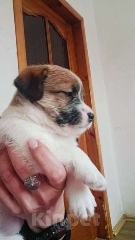 Собаки в Москве: Джек Рассел терьер Девочка, 25 000 руб. - фото 2