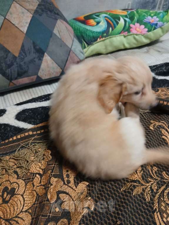 Собаки в Симферополе: Отдам щенка девочку в добрые руки Девочка, Бесплатно - фото 5