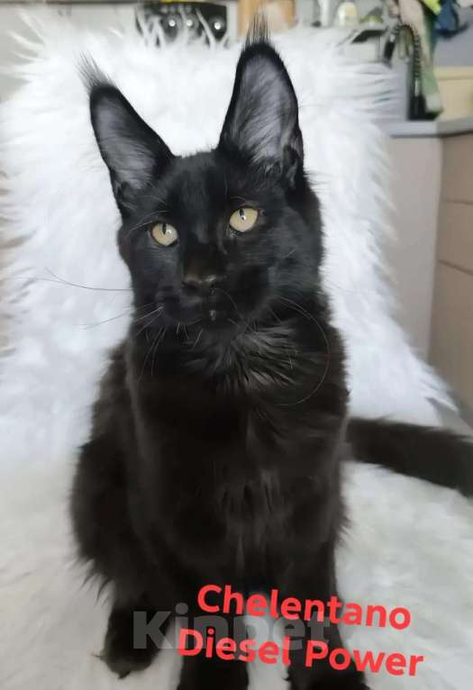 Кошки в Санкт-Петербурге: Chelentano Diesel Power Мальчик, 120 000 руб. - фото 5