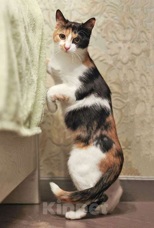 Кошки в Москве: Очаровательная трёхцветка Лора в поиске дома Девочка, 10 руб. - фото 4