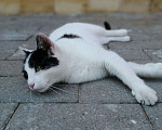 Кошки в Княгинино: Мурочка , Бесплатно - фото 2