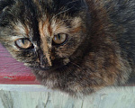 Кошки в Гусиноозерске: Котята от кошки шотландской вислоухой, 7 руб. - фото 2