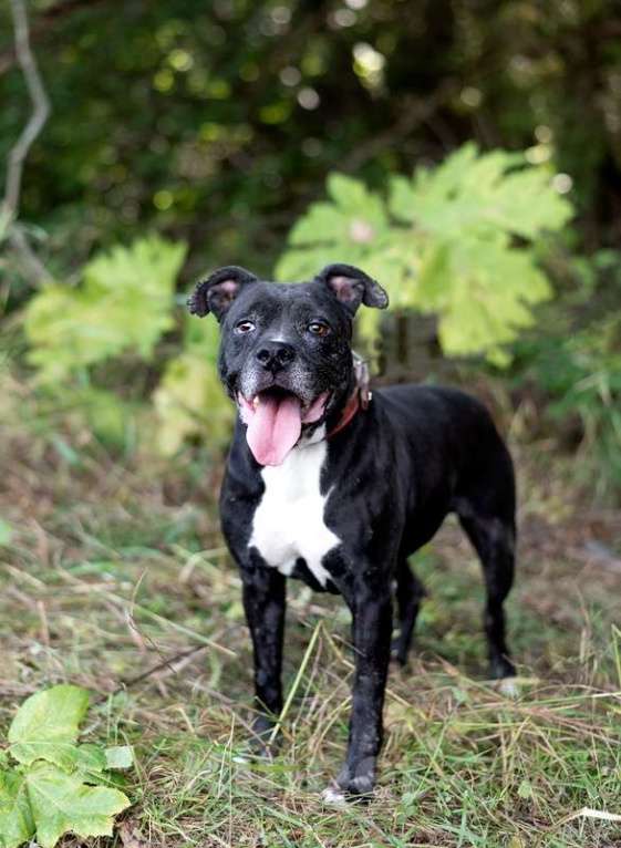 Собаки в Москве: Стаффордширский терьер Юта — собака-улыбака в дар Девочка, 1 руб. - фото 5