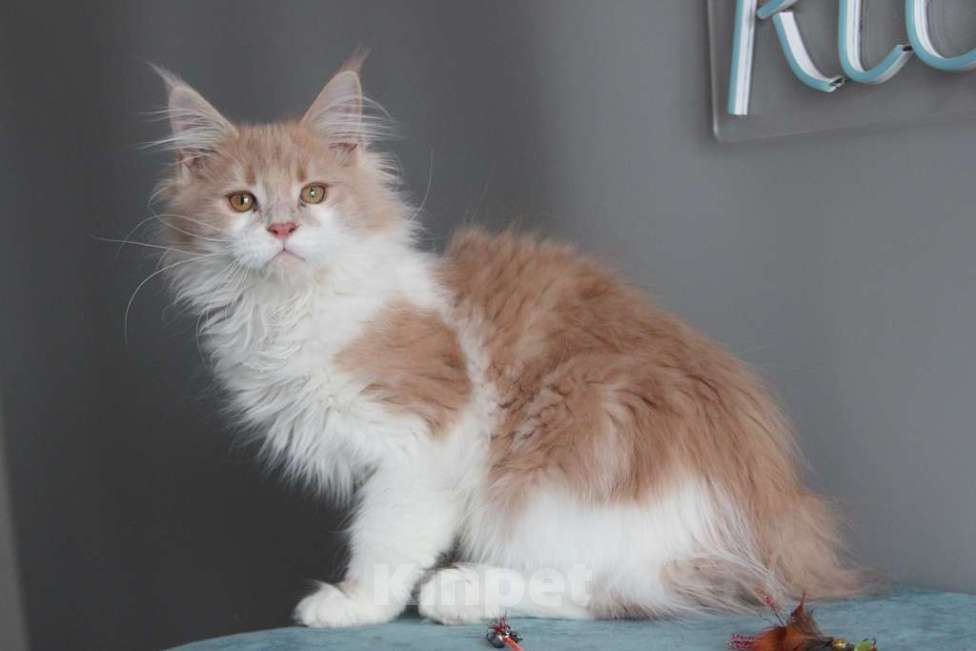 Кошки в Екатеринбурге: Рогнеда - котенок мейн-кун Девочка, 10 000 руб. - фото 8