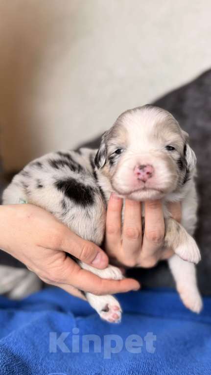 Собаки в Москве: Щенок австралийской овчарки Девочка, Бесплатно - фото 1