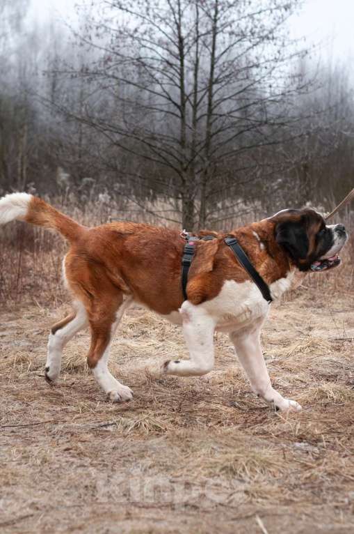 Собаки в Ногинске: Барни Мальчик, Бесплатно - фото 6