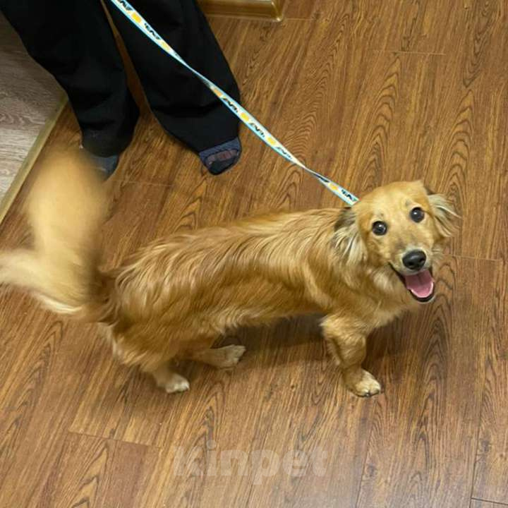 Собаки в Москве: Нежный пёс Рыжик ищет семью Мальчик, 12 руб. - фото 6