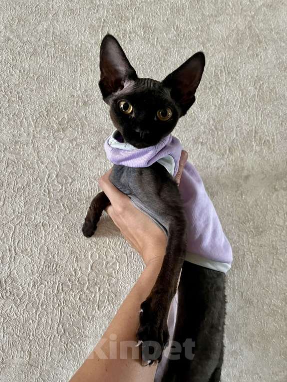 Кошки в Москве: Девон Рекс девочка шикарная  Девочка, 35 000 руб. - фото 4