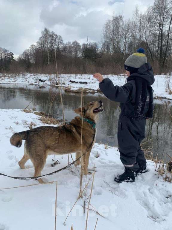 Собаки в Москве: Мэтью Мальчик, Бесплатно - фото 4