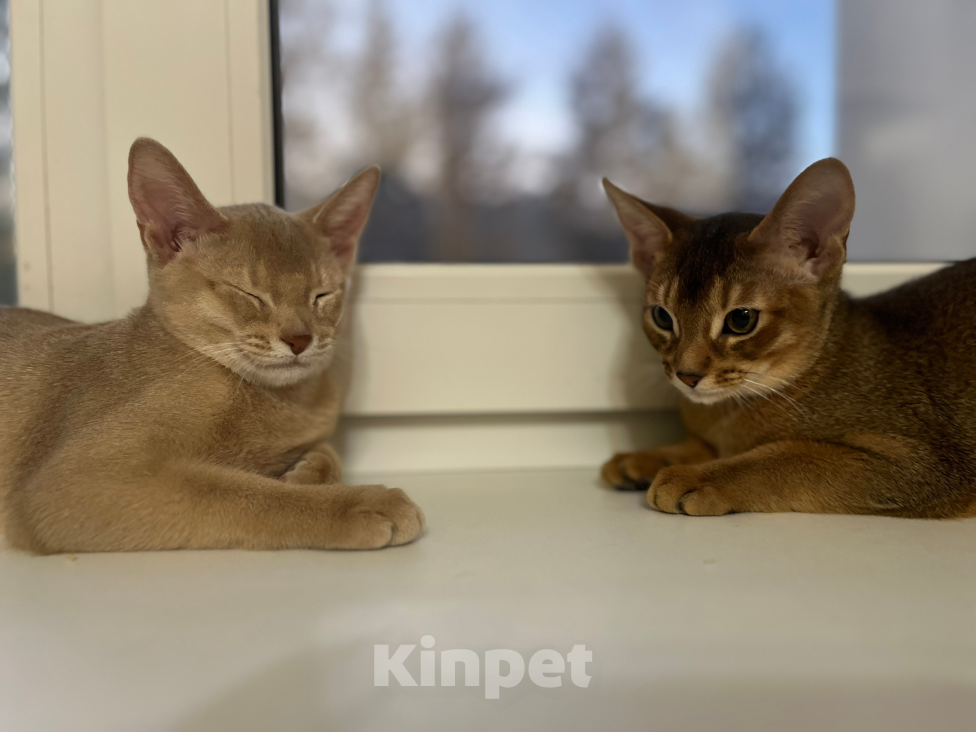 Кошки в Екатеринбурге: Абидетки Девочка, 40 000 руб. - фото 3