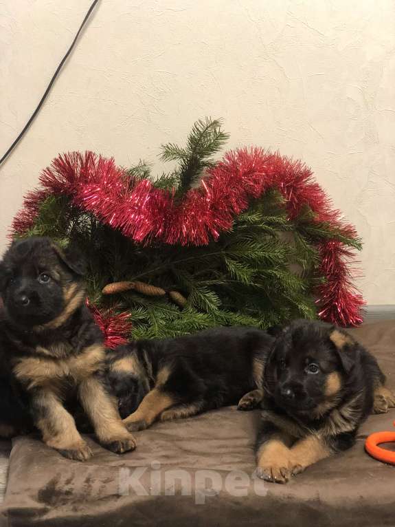 Собаки в Казани: Щенки немецкой овчарки  Мальчик, Бесплатно - фото 4