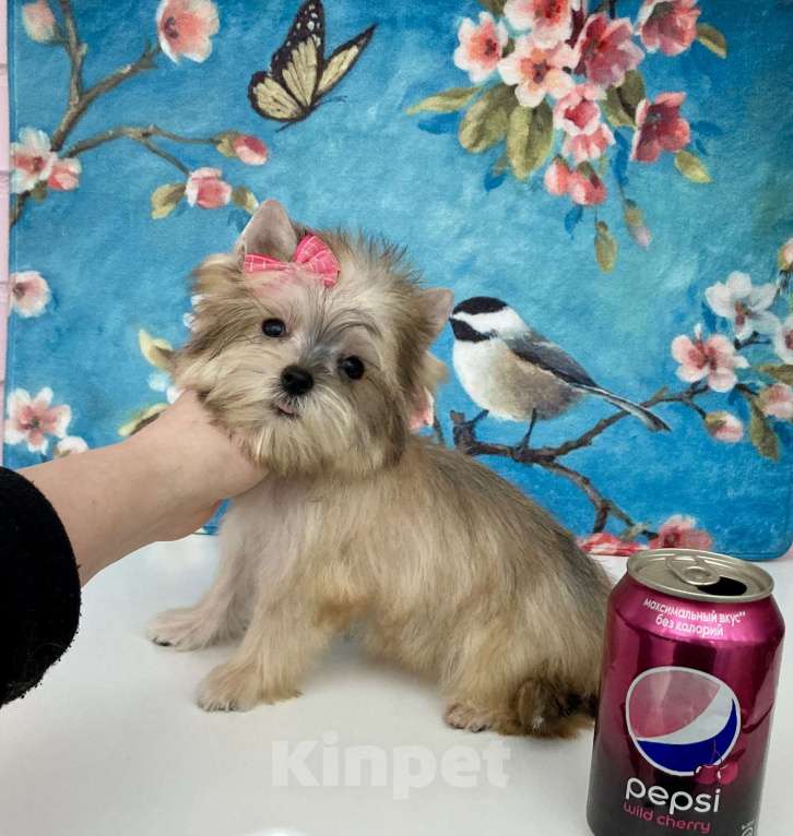 Собаки в Москве: Золотой йорк мини девочка бэби фейс Девочка, 85 000 руб. - фото 3